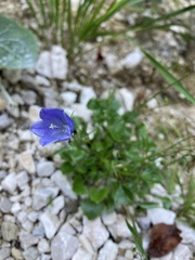 Campanula cochleariifolia