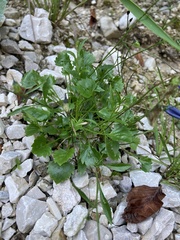 Campanula cochleariifolia
