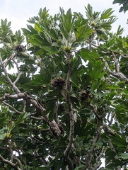 Osmoxylon pectinatum