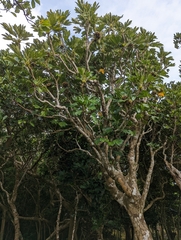 Osmoxylon pectinatum