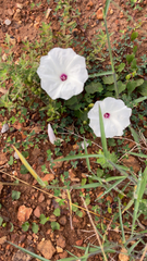 Convolvulus equitans