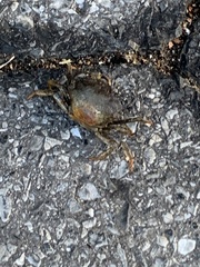 Rhithropanopeus harrisii