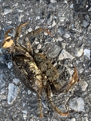 Rhithropanopeus harrisii