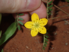 Tribulus forrestii