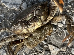 Rhithropanopeus harrisii