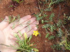 Tribulus forrestii