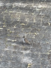Passer domesticus