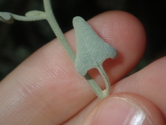 Chenopodium gaudichaudianum