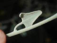 Chenopodium gaudichaudianum