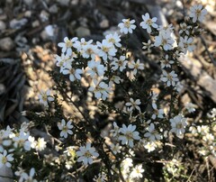 Olearia brachyphylla