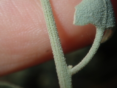 Chenopodium gaudichaudianum