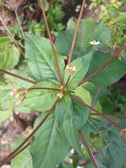 Impatiens brachycentra