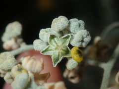 Chenopodium gaudichaudianum
