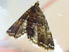 Elophila turbata