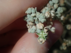 Chenopodium gaudichaudianum