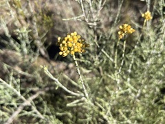 Ozothamnus diotophyllus