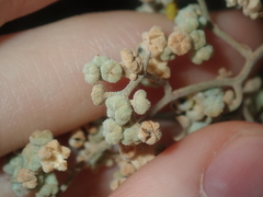 Chenopodium gaudichaudianum