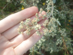 Chenopodium gaudichaudianum