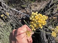 Ozothamnus diotophyllus