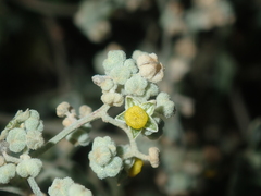 Chenopodium gaudichaudianum