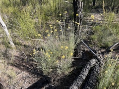 Ozothamnus diotophyllus