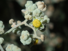 Chenopodium gaudichaudianum