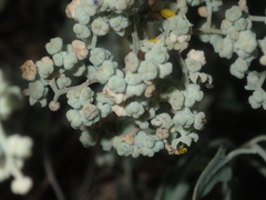 Chenopodium gaudichaudianum