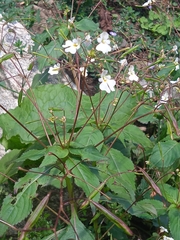 Impatiens brachycentra