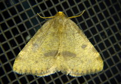 Macaria sulphurea