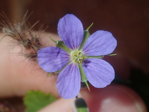 Australian stork's bill (Erodium cygnorum)