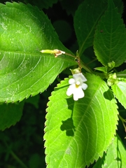 Impatiens brachycentra