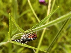 Callindra principalis