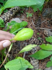 Podophyllum hexandrum