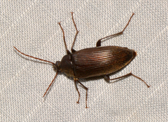 Capnochroa fuliginosa