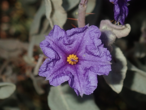 Image of Flannel Bush (Solanum lasiophyllum) by (c) Thomas Mesaglio, some rights reserved (CC BY)