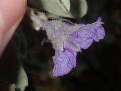Solanum lasiophyllum
