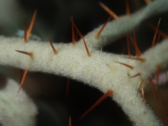 Solanum lasiophyllum