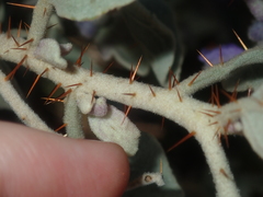 Solanum lasiophyllum