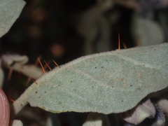Solanum lasiophyllum