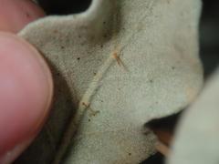 Solanum lasiophyllum