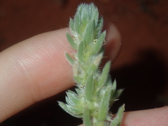 Camphorosmeae