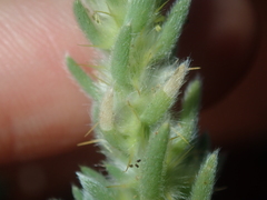 Camphorosmeae