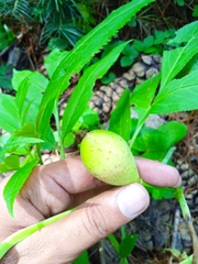 Podophyllum hexandrum