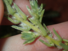 Camphorosmeae