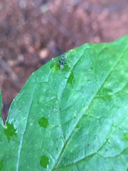 Camponotus