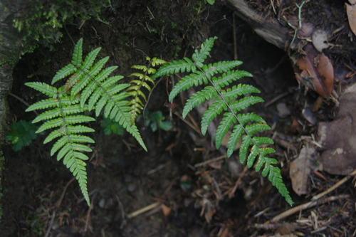 Dryopteris costalisora (Dryopteris costalisora)