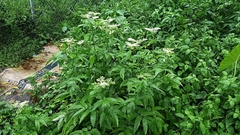 Sambucus javanica
