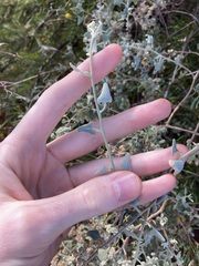 Chenopodium gaudichaudianum