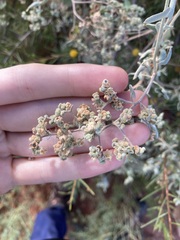 Chenopodium gaudichaudianum