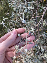 Chenopodium gaudichaudianum